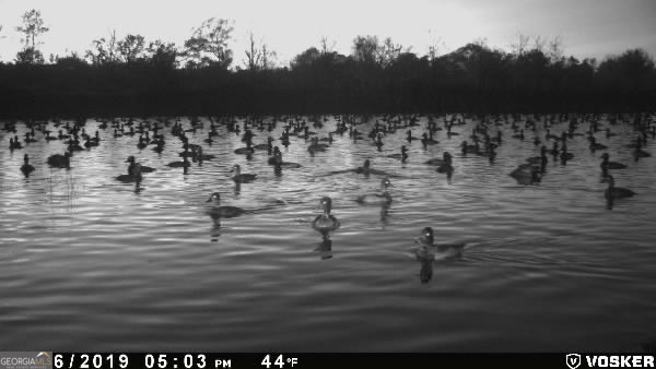 0 Rocky Mt Church Road Eufaula, AL 36027 - Photo 26 of 35
