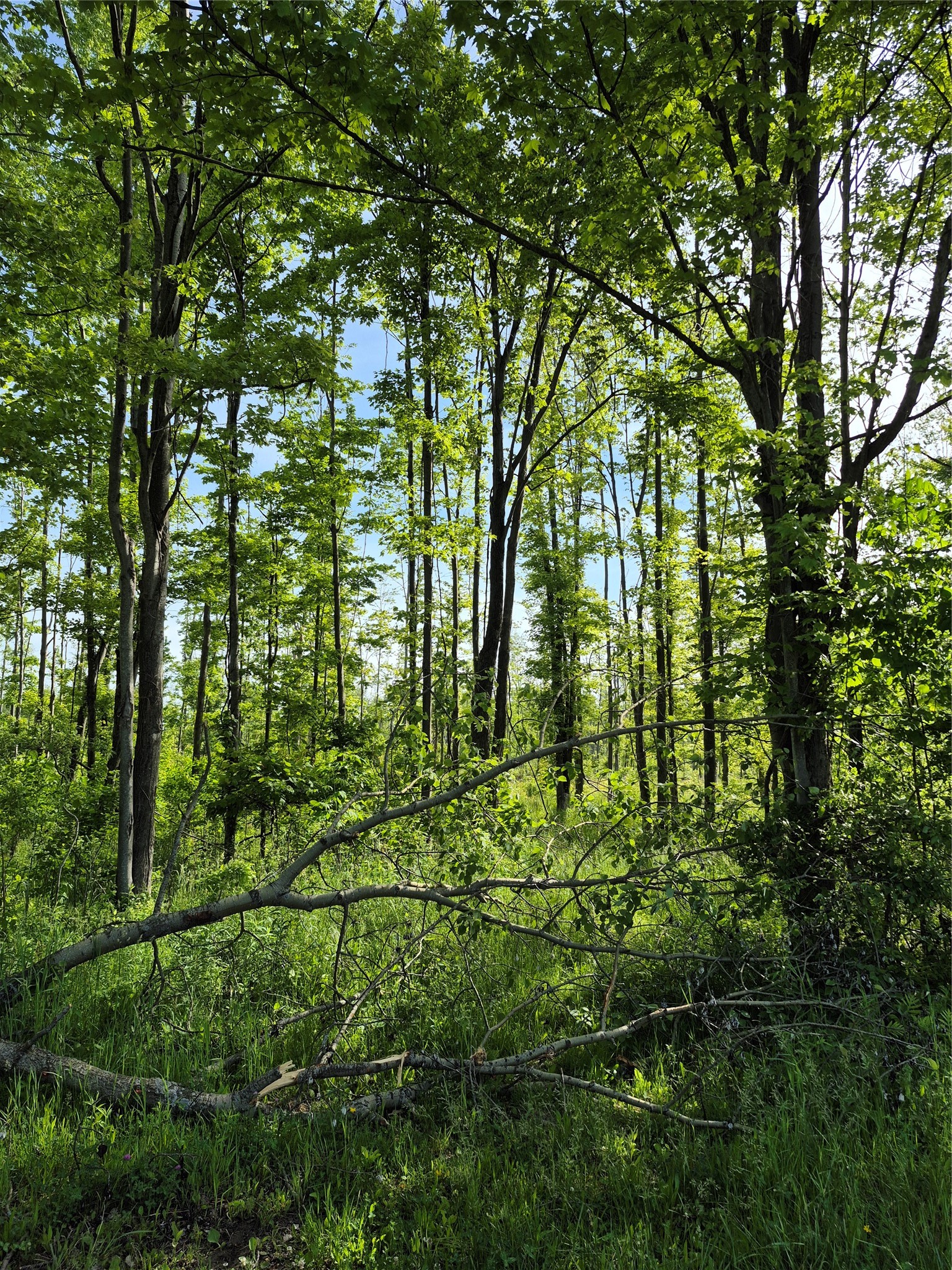 0 Griffey Road West Springfield, PA 16443 - Photo 5 of 11 a view of a bunch of trees