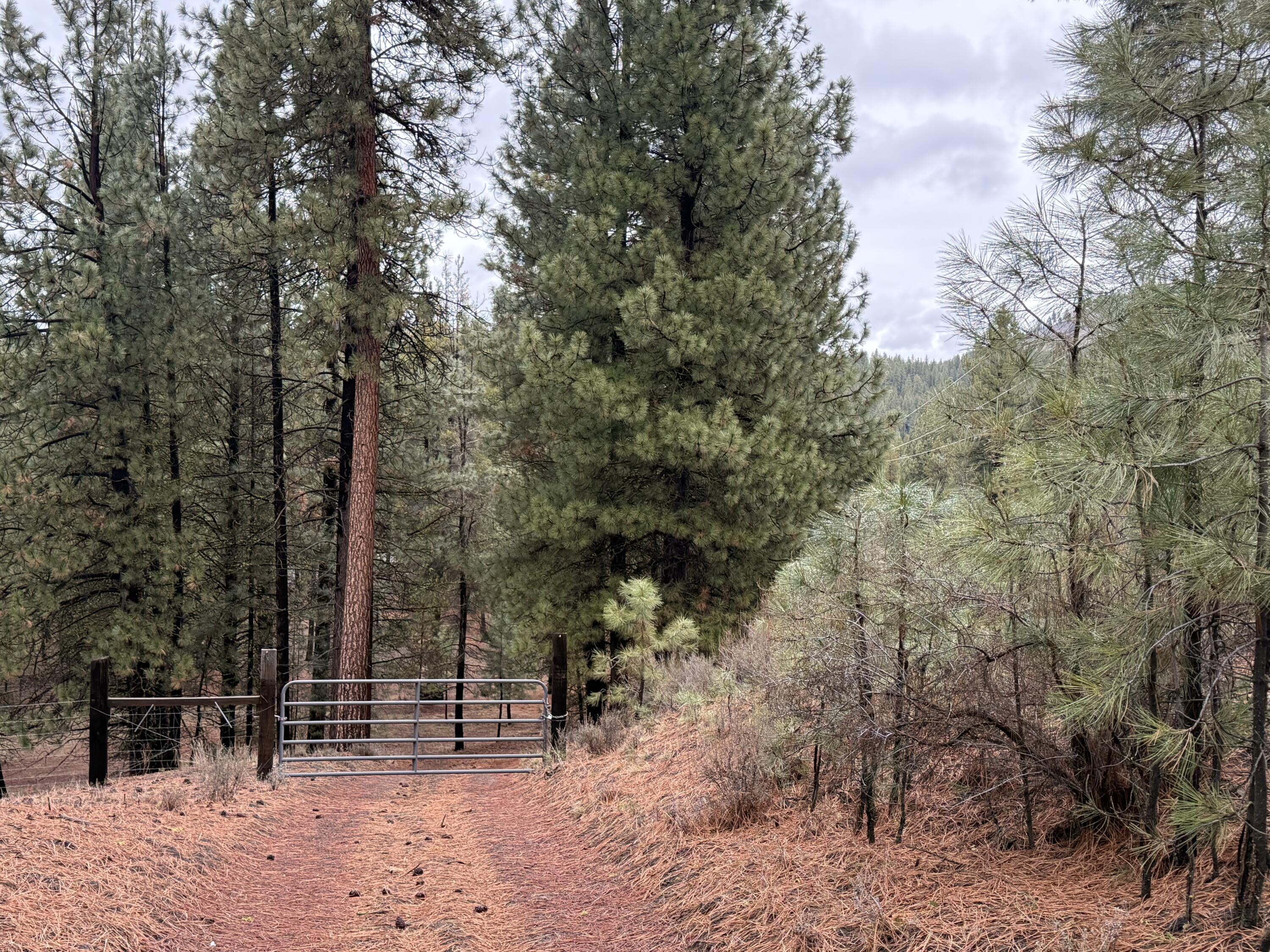 38965 Chiloquin Ridge Road Chiloquin, OR 97624 - Photo 25 of 59 a view of a forest with trees in the background