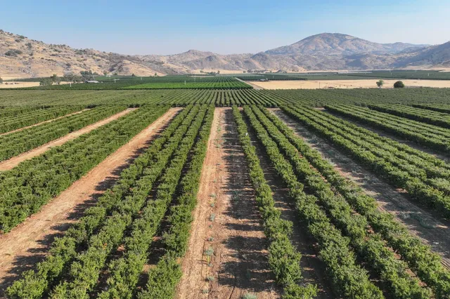 $3,120,000 | 3905 South Hills Valley Road, Orange Cove, CA 93646