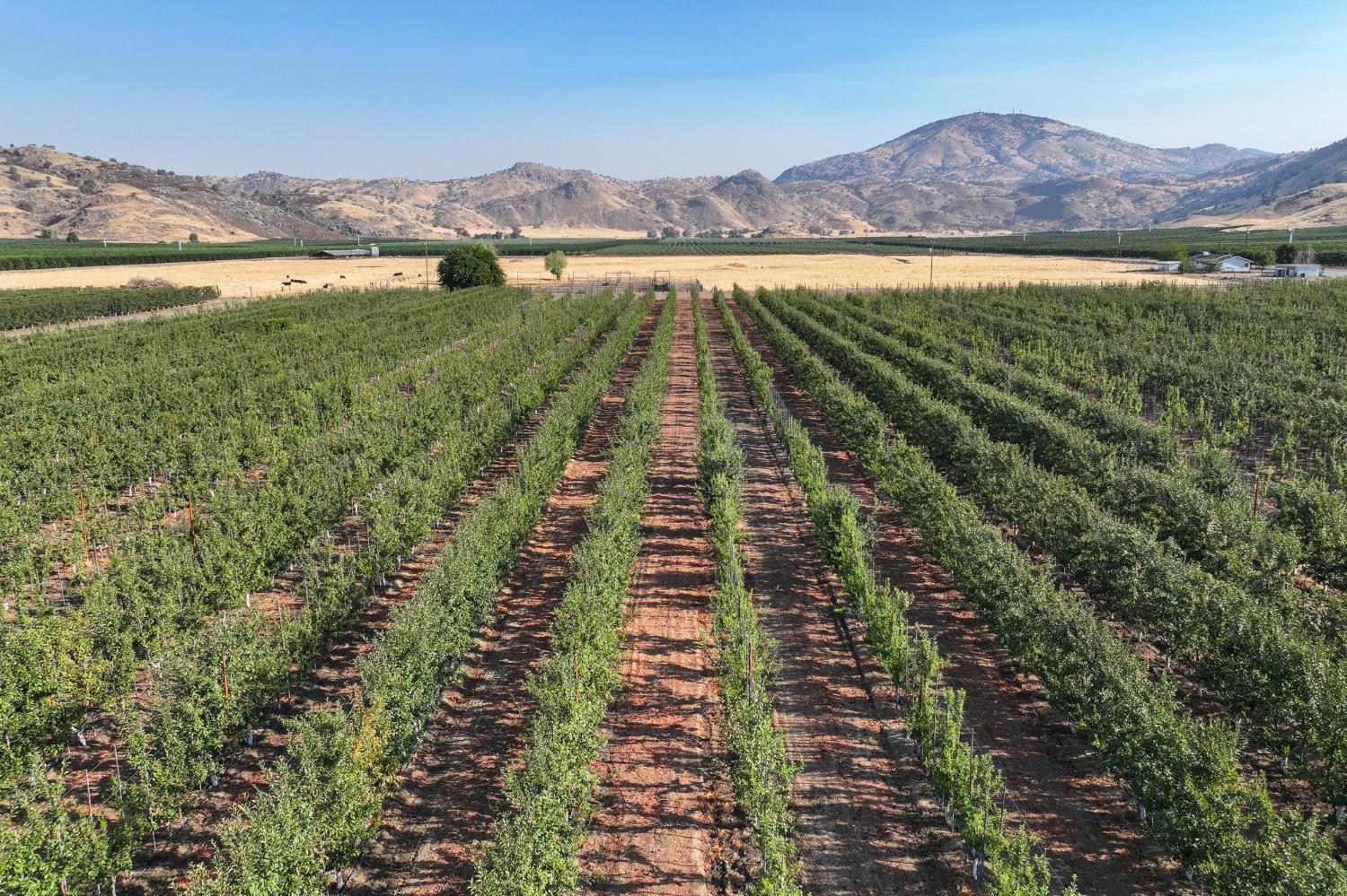 3905 South Hills Valley Road Orange Cove, CA 93646 - Photo 5 of 12 a view of outdoor space and yard