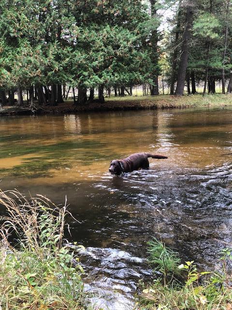 9240 West River Road Irons, MI 49644 - Photo 3 of 13 IMG_1383