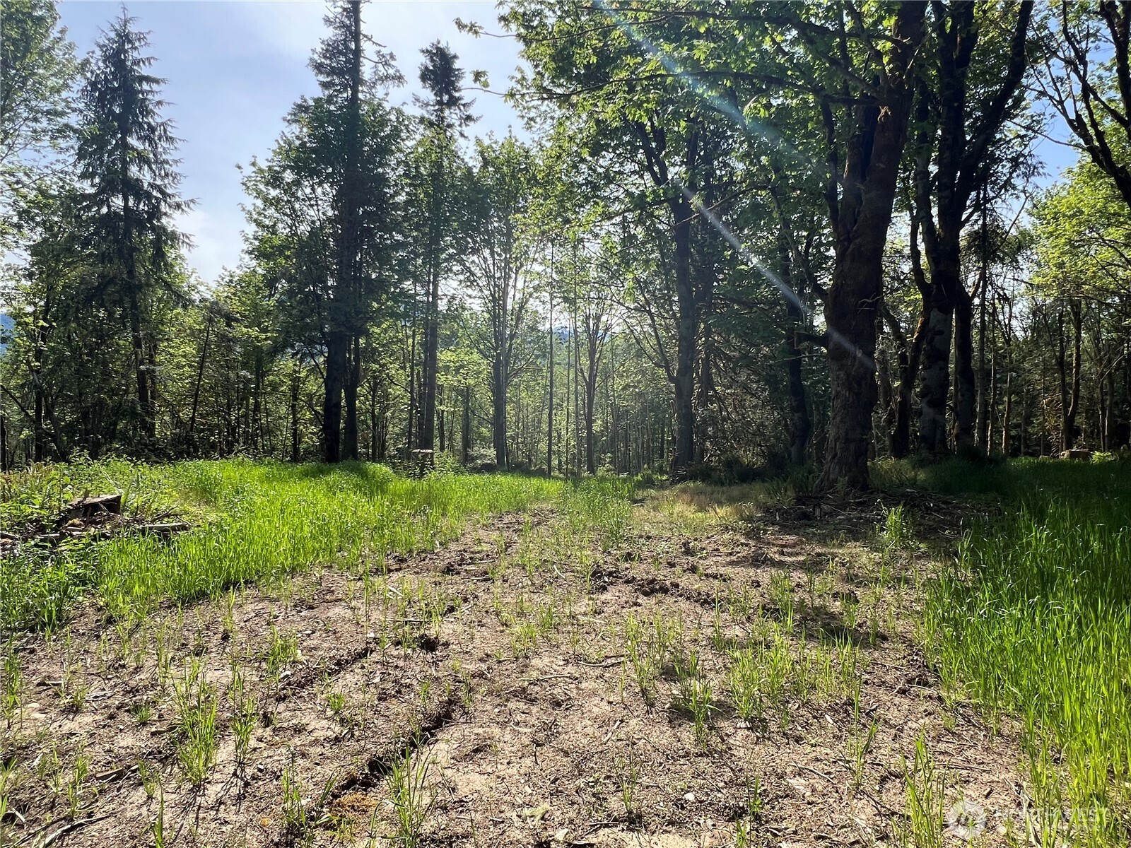 3-xxx Leland Valley Road West Quilcene, WA 98376 - Photo 11 of 23 a view of backyard with green space