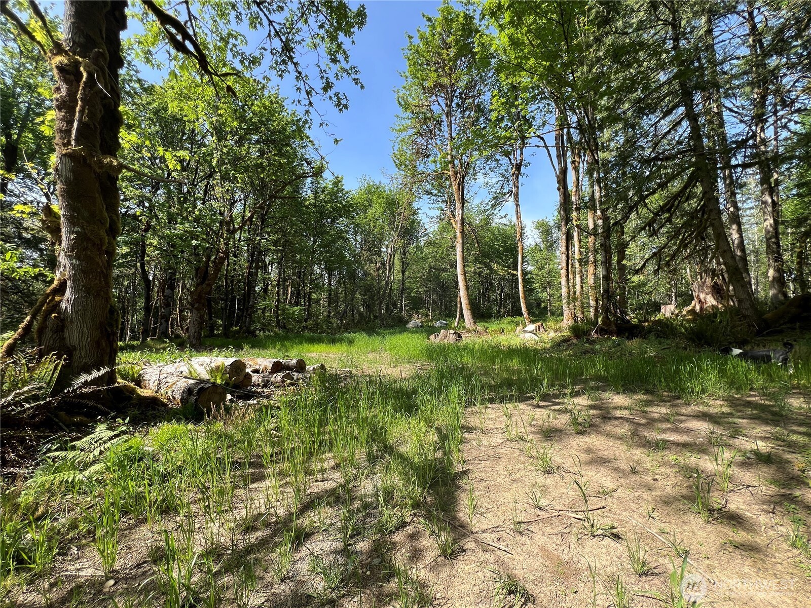 3-xxx Leland Valley Road West Quilcene, WA 98376 - Photo 12 of 23 a view of backyard with green space