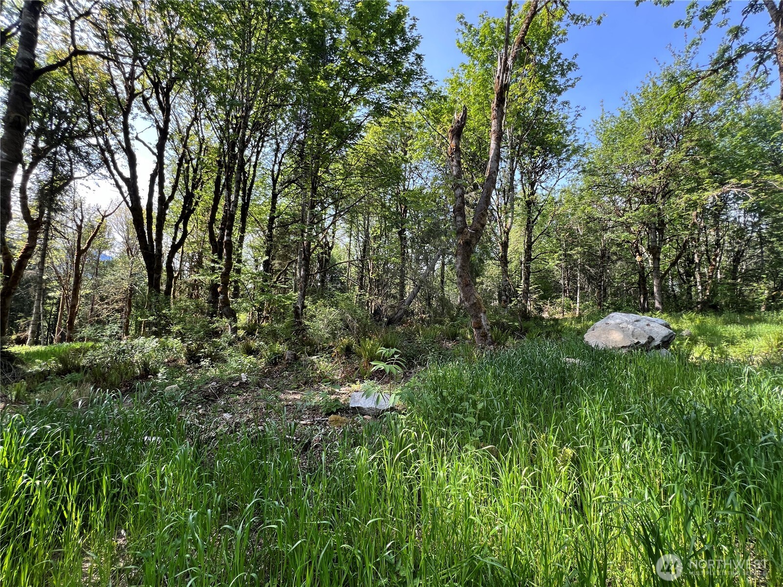 3-xxx Leland Valley Road West Quilcene, WA 98376 - Photo 15 of 23 a view of a lush green forest