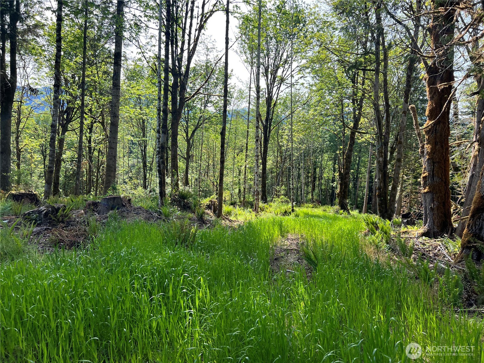3-xxx Leland Valley Road West Quilcene, WA 98376 - Photo 17 of 23 a view of backyard with a garden and trees