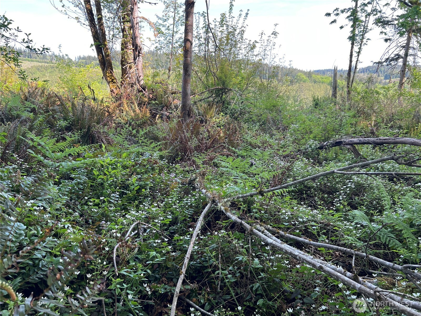 3-xxx Leland Valley Road West Quilcene, WA 98376 - Photo 21 of 23 a view of a forest with a street