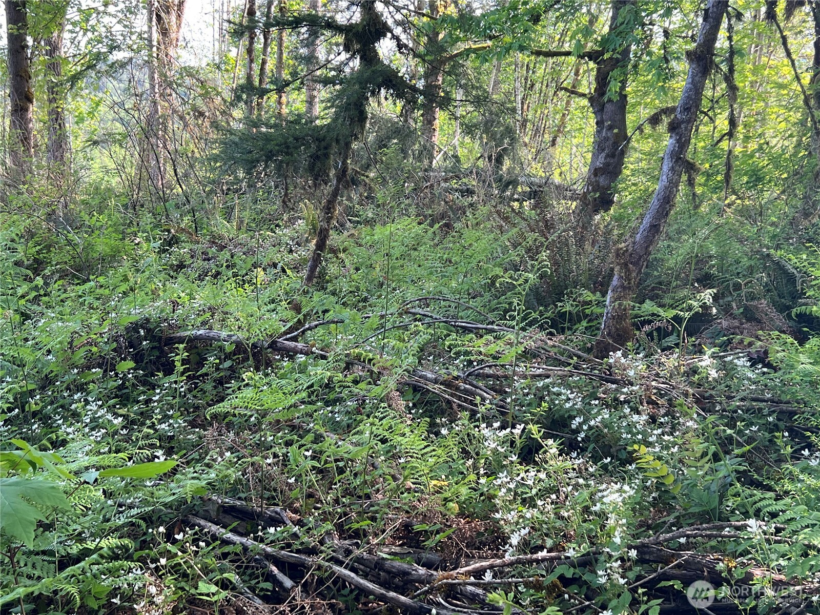3-xxx Leland Valley Road West Quilcene, WA 98376 - Photo 22 of 23 a view of a lush green forest