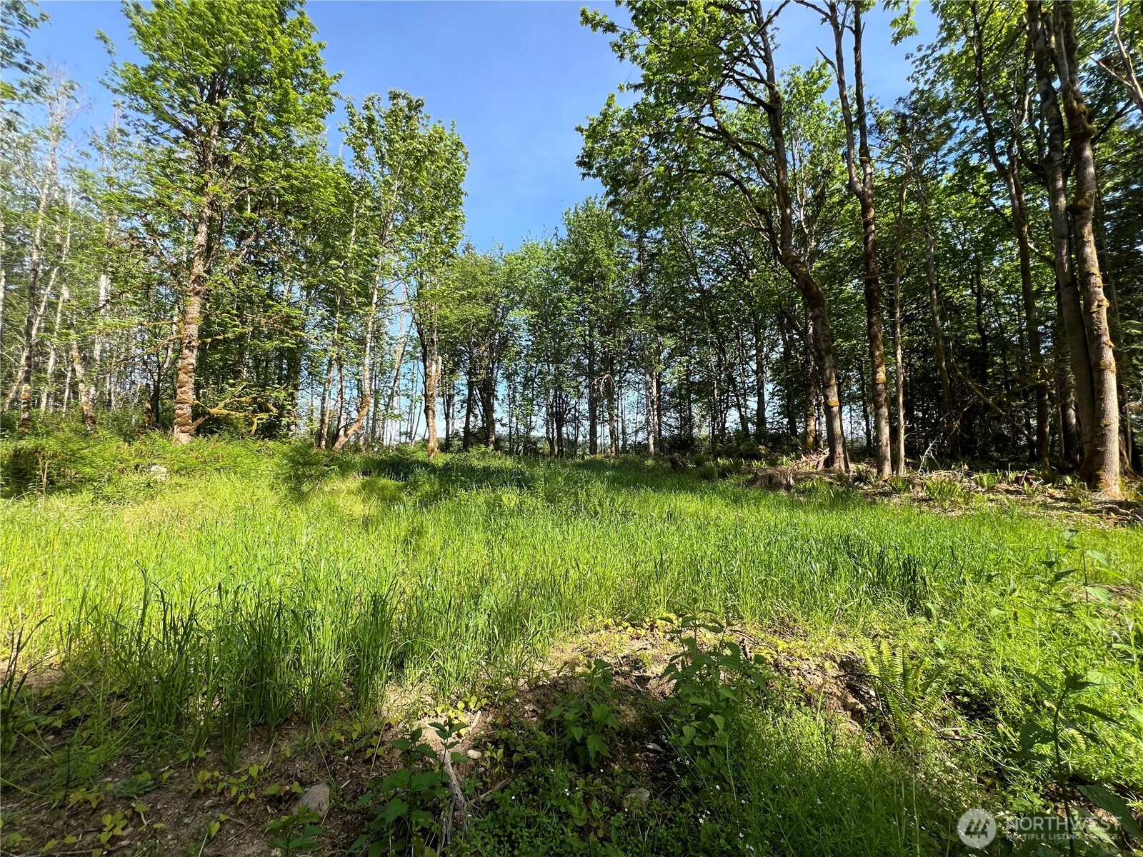 3-xxx Leland Valley Road West Quilcene, WA 98376 - Photo 8 of 23 a view of yard with green space