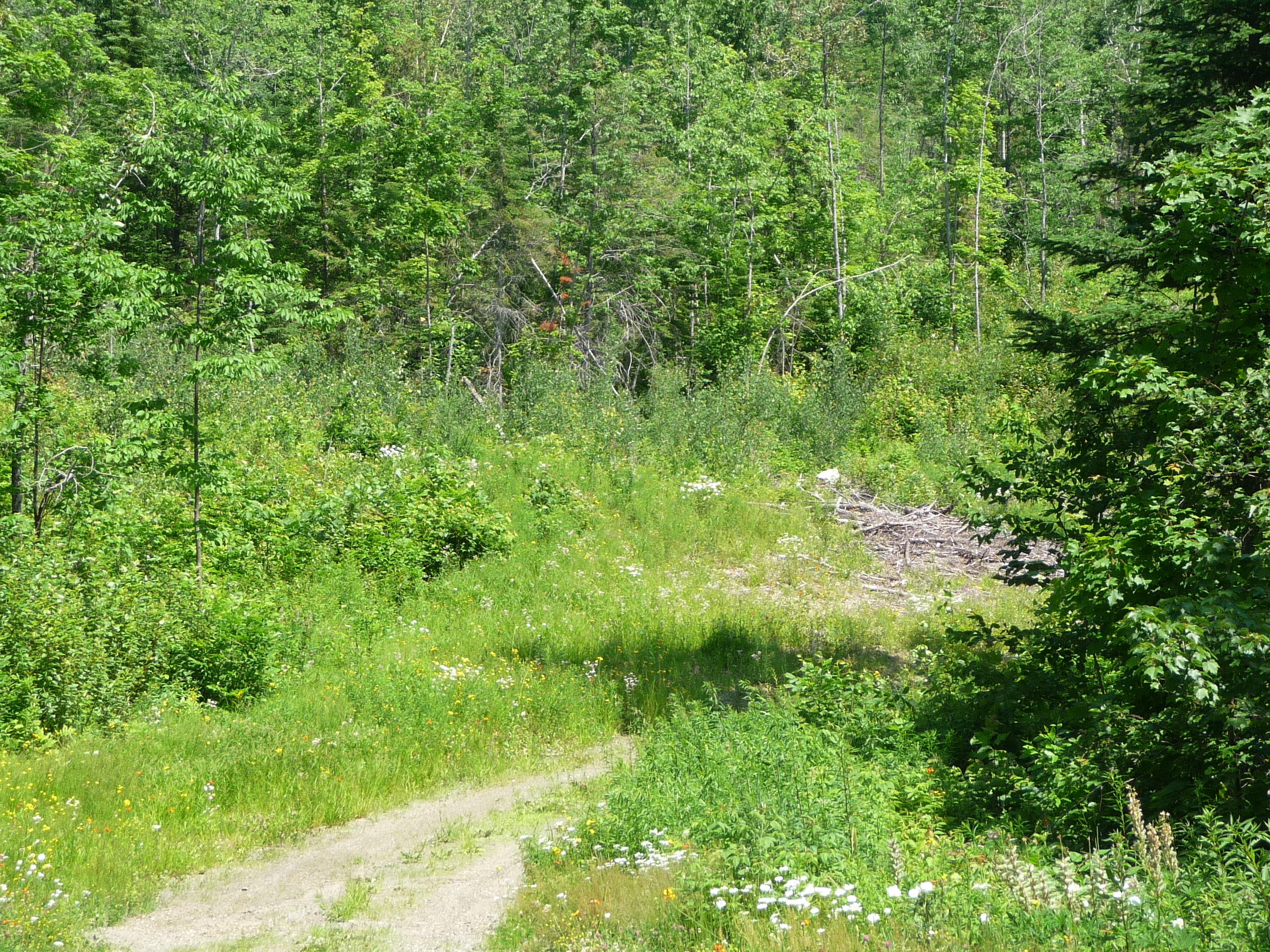 Lot 13 Whispering Ridge Drive Eustis, ME 04936 - Photo 4 of 6 P1110003