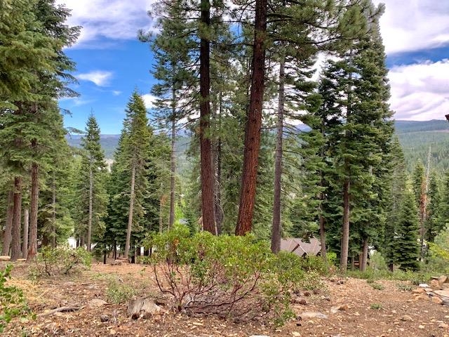 a view of a forest filled with trees