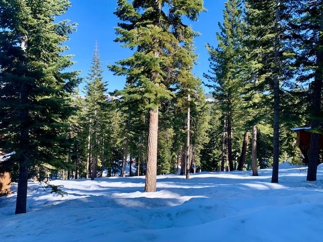 2217 Silver Fox Truckee, CA 96161 - Photo 2 of 5 a view of a tree in a yard