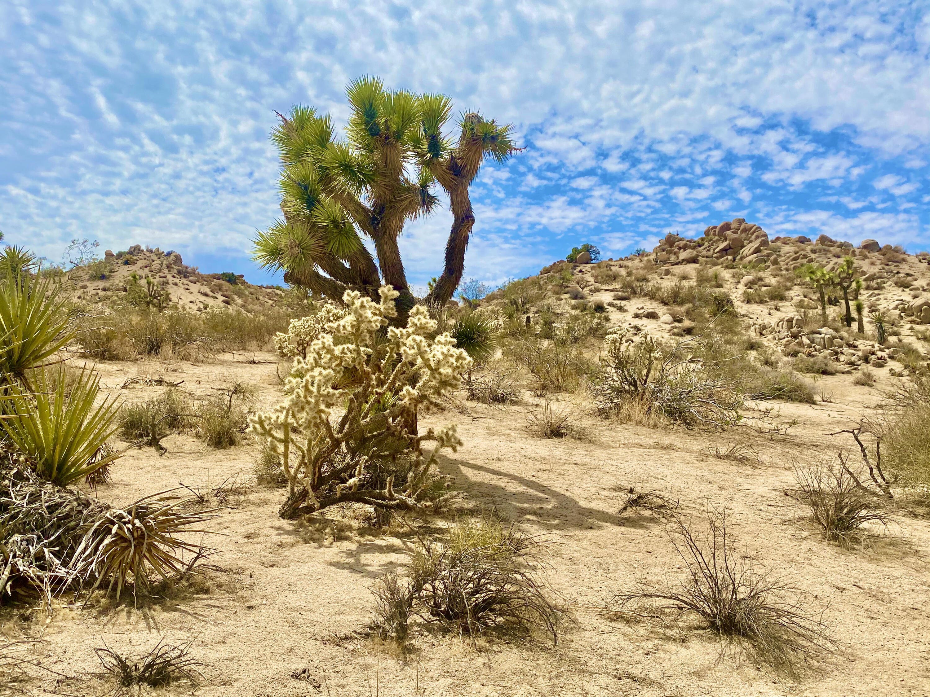 104 Bandera Road Yucca Valley, CA 92284 - Photo 15 of 48 IMG_3507