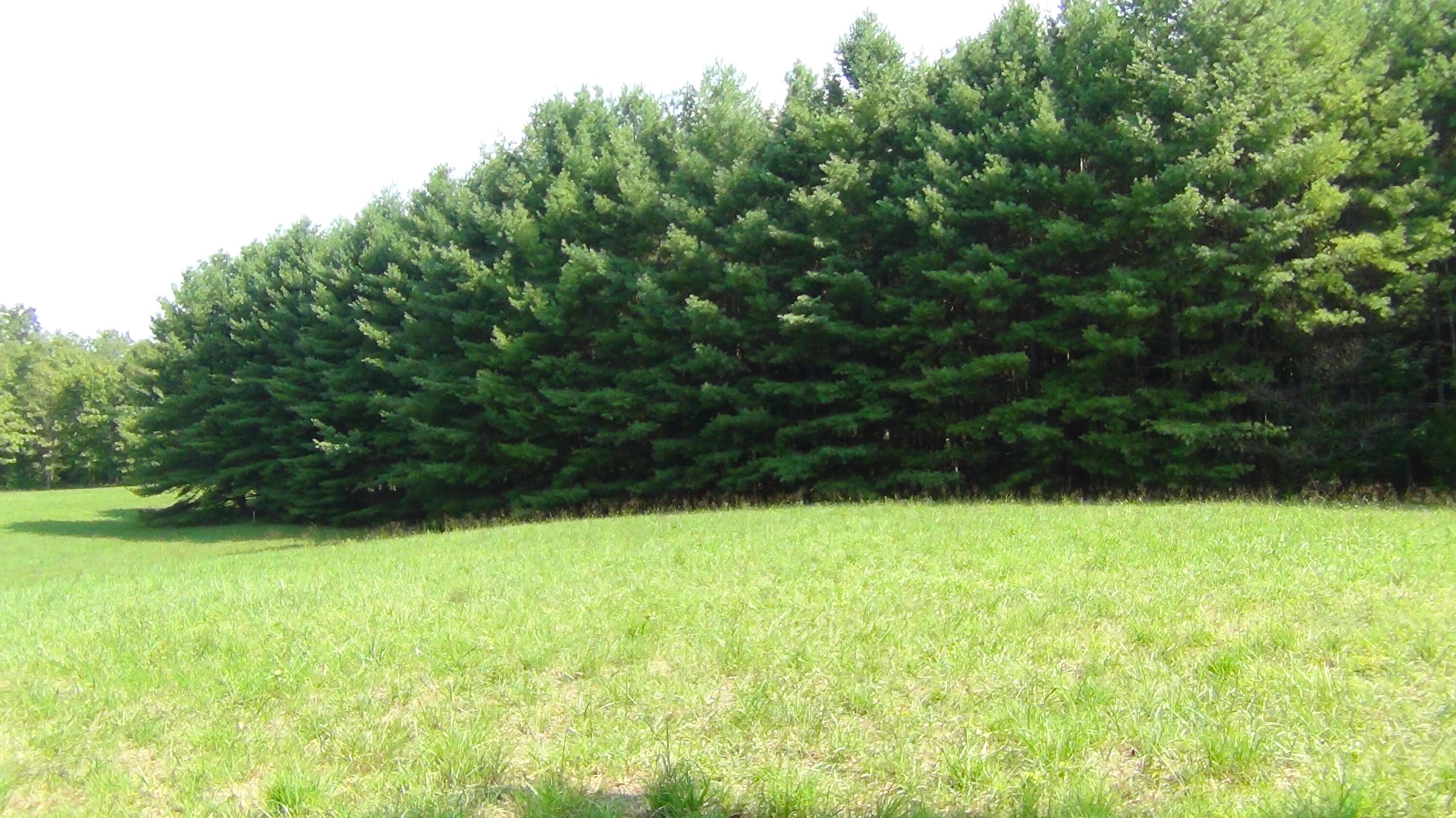 704 Annadel Road Lancing, TN 37770 - Photo 21 of 51 DSC01131