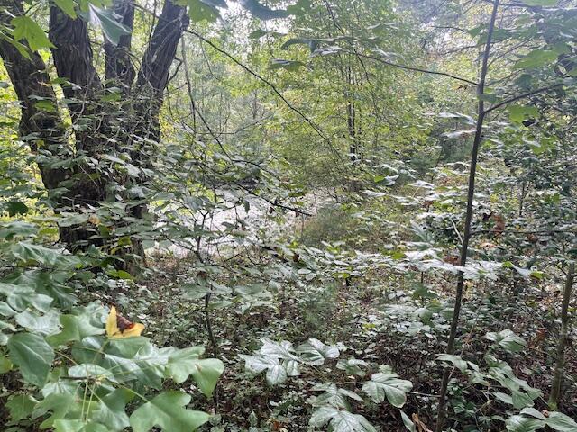 704 Annadel Road Lancing, TN 37770 - Photo 28 of 51 IMG_7088