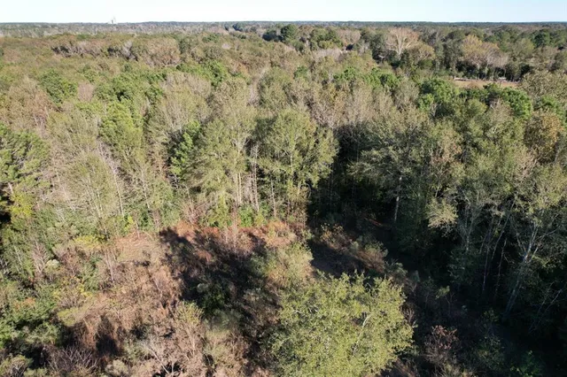 a view of a forest with a yard and covered with tall trees