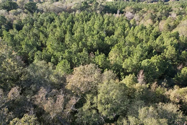 a view of a forest with trees in the background