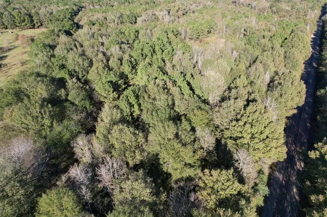 a view of a forest with a tree