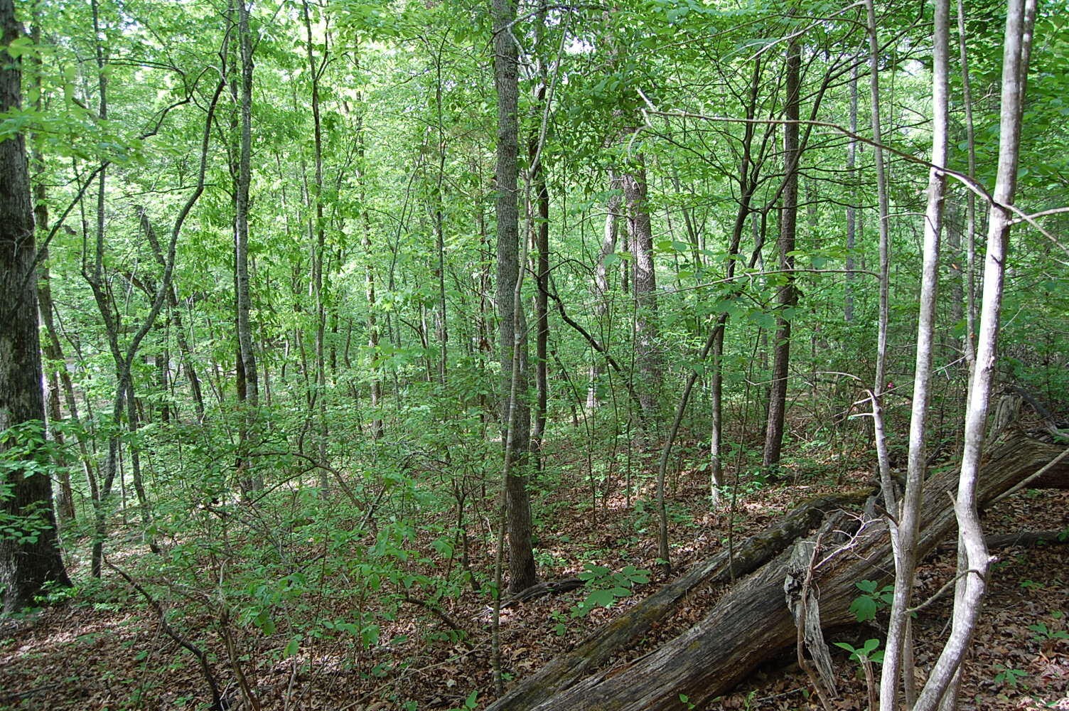 0 Carpenter Road Dunlap, TN 37327 - Photo 11 of 20 Gallery Image 11