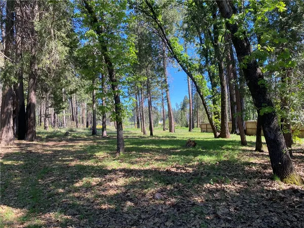 a view of a park with large trees