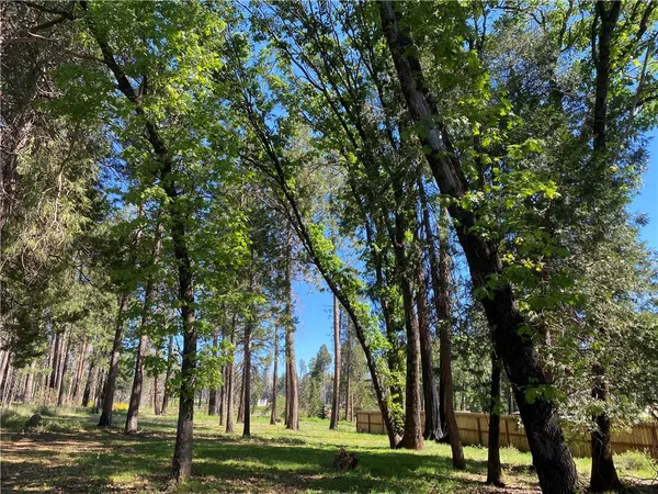 a view of a trees in a yard