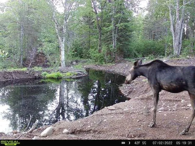 $309,000 | 4571 Forest Road 609, Finland, MN 55603