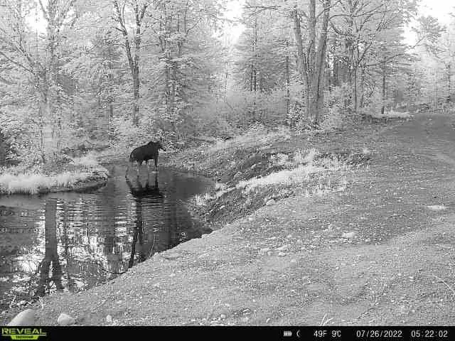 $309,000 | 4571 Forest Road 609, Finland, MN 55603