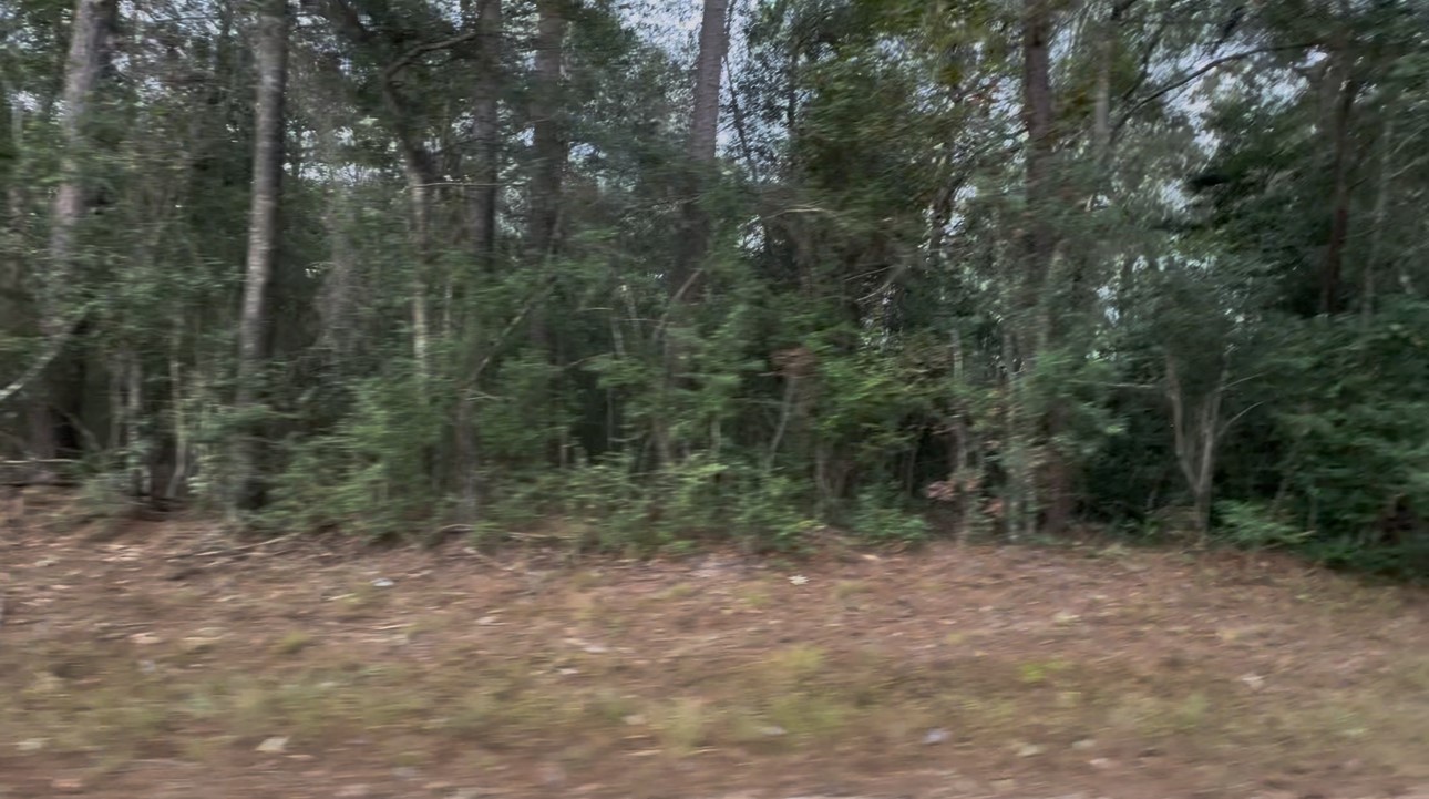 0 Pine Crest Shepherd, TX 77371 - Photo 3 of 4 a view of a forest with trees in the background