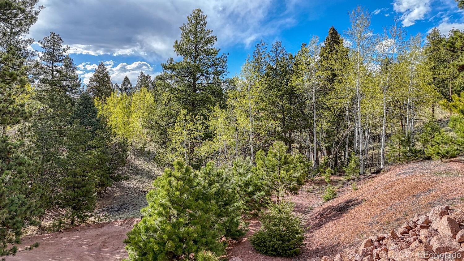 318 Southgate Road Florissant, CO 80816 - Photo 41 of 48 a view of a yard with plants and tree