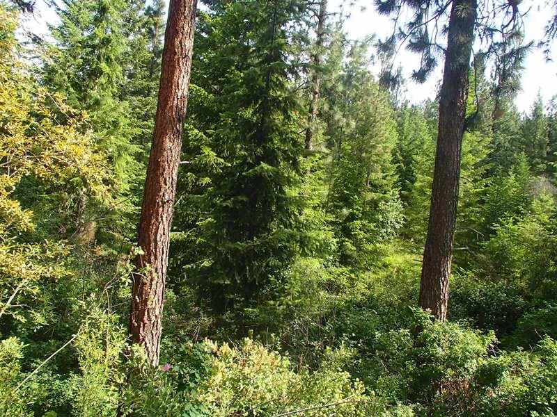 5067 F Rail Canyon Road Springdale, WA 99173 - Photo 18 of 20