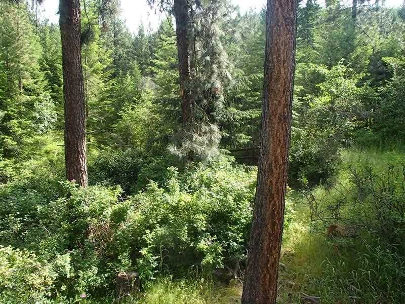 5067 F Rail Canyon Road Springdale, WA 99173 - Photo 19 of 20