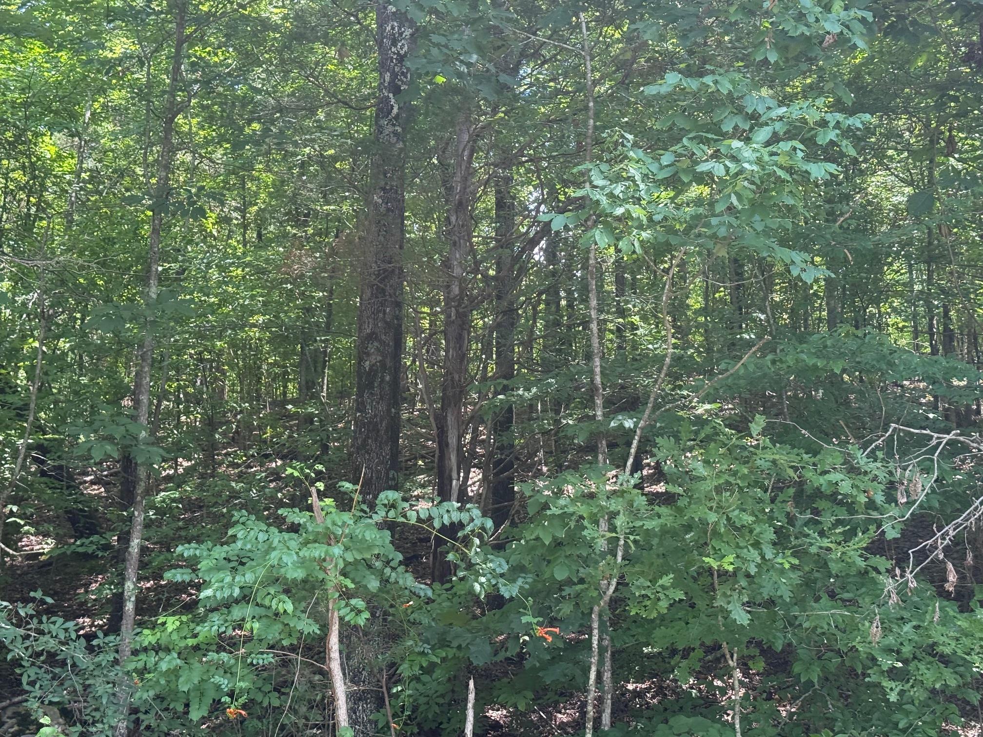 4 Cherry Chapel Loop Savannah, TN 38372 - Photo 5 of 15 a view of a forest with a house