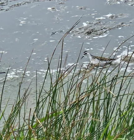 $899,000 | 145 Bean Avenue, Bodega Bay, CA 94923