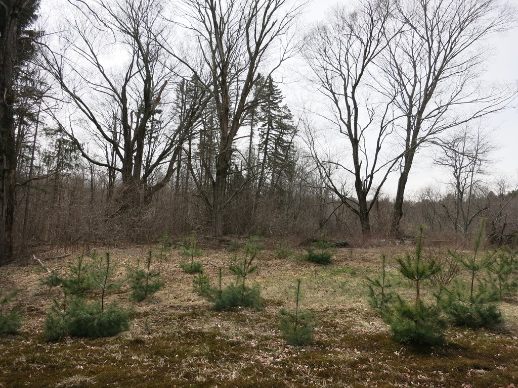 209 Wales Road Monson, MA 01057 - Photo 4 of 13
