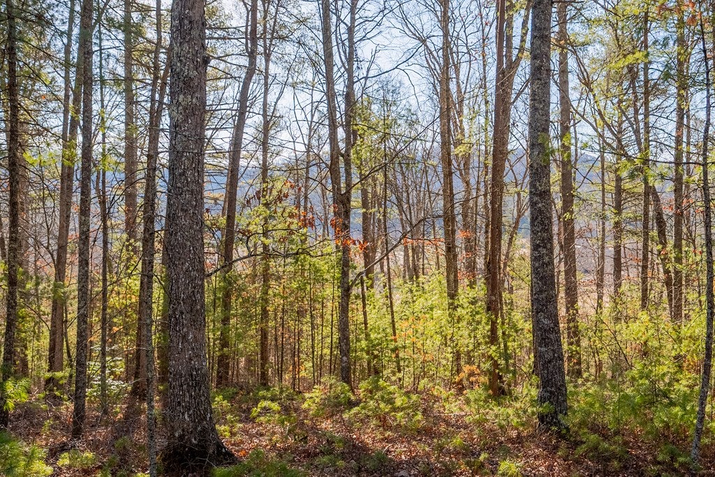 Tbd Kimberling Road, Unit 10A 10B2 Bland, VA 24315 - Photo 25 of 72 Gallery Image 25
