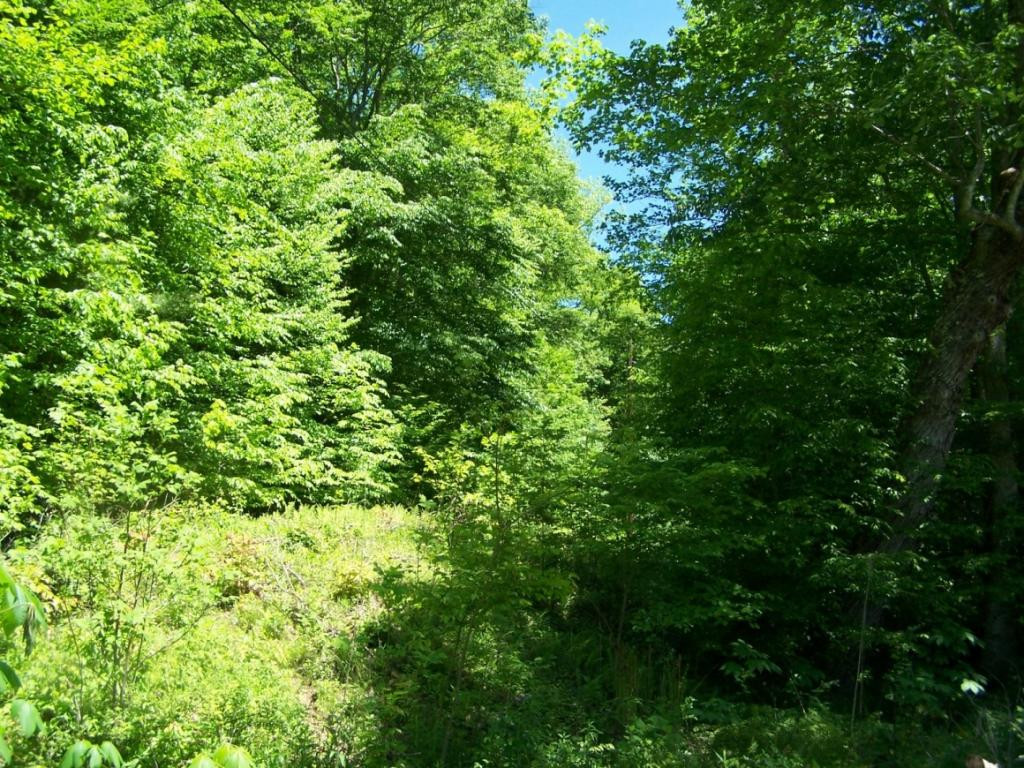 Tbd Fred Wallace Road, Unit 3 Trade, TN 37691 - Photo 1 of 4 Photo 1