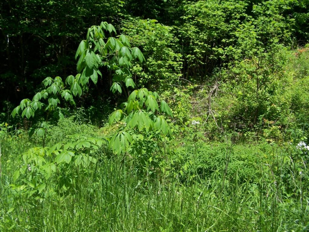 Tbd Fred Wallace Road, Unit 3 Trade, TN 37691 - Photo 4 of 4 Photo 4