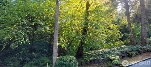 a view of a forest with a tree