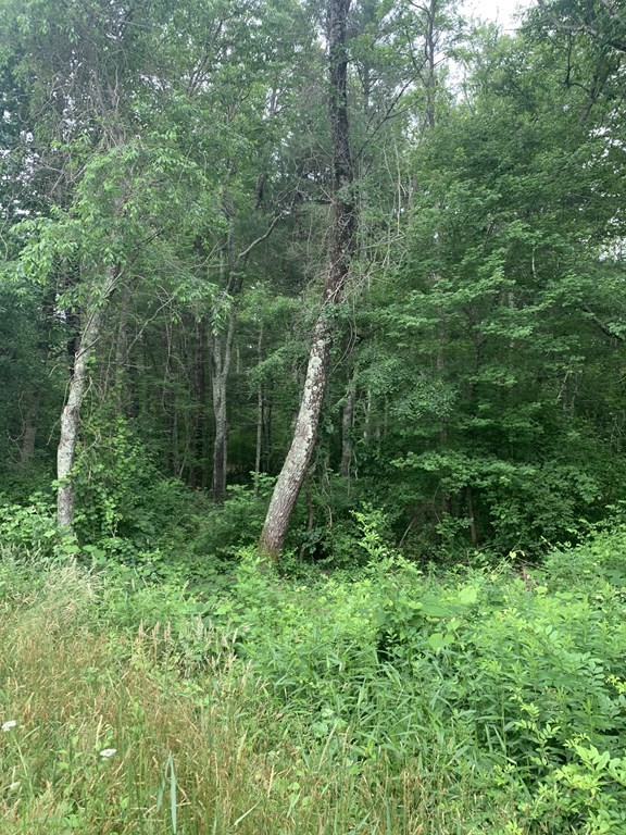 0 Clapp Road Rochester, MA 02770 - Photo 1 of 3 a view of a lush green forest