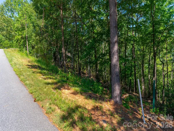 a view of a lush green forest with trees in the background