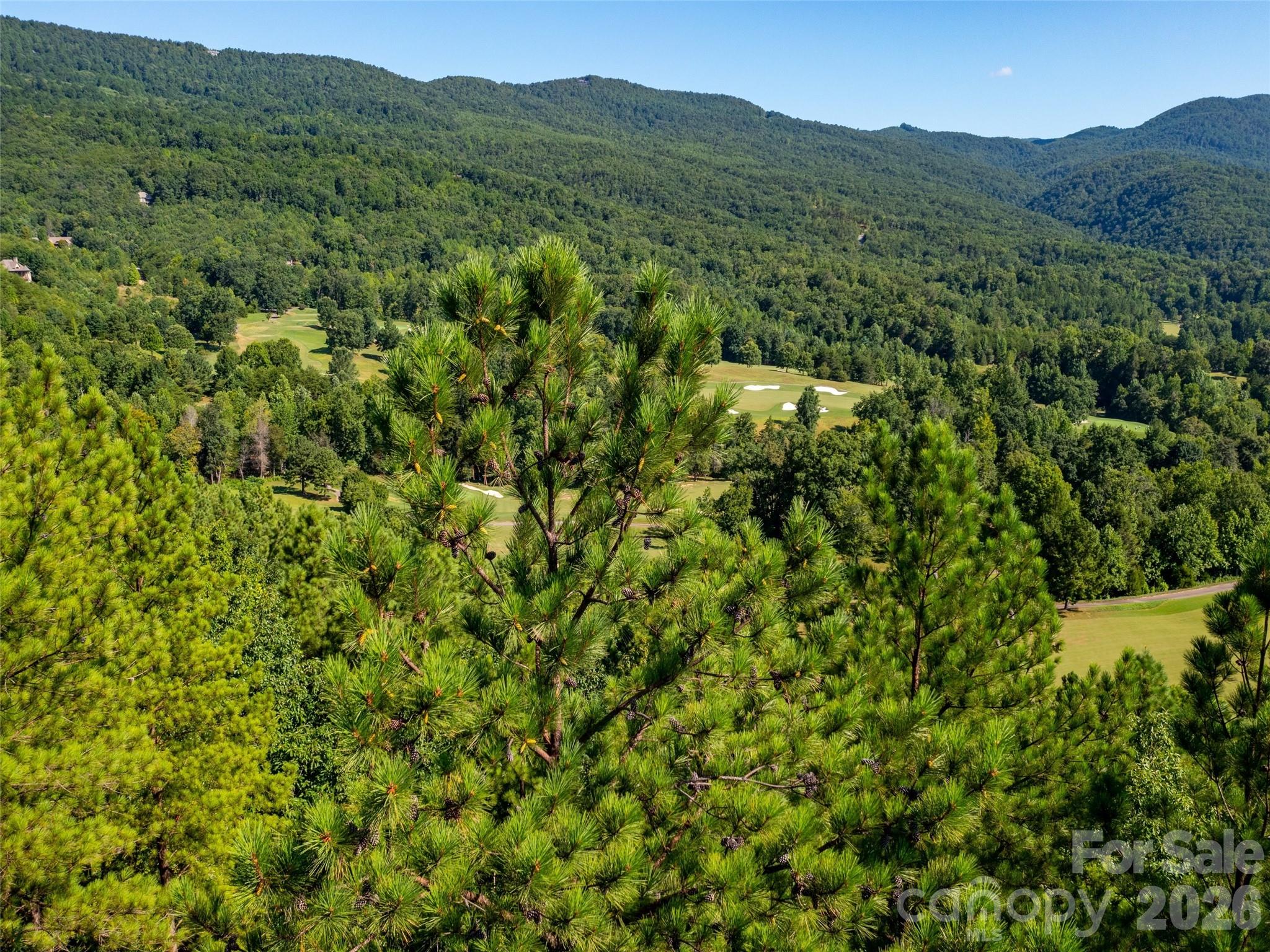 2026 Deep Gap Farm Road East Mill Spring, NC 28756 - Photo 26 of 33 a view of a lush green forest with trees in the background