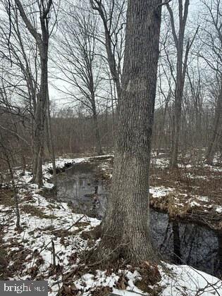 18951 Amberson Road Spring Run, PA 17262 - Photo 12 of 24 a view of a forest filled with trees