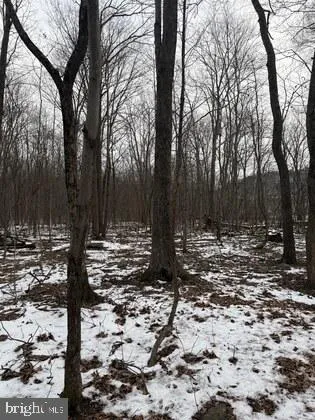 a view of a yard with trees