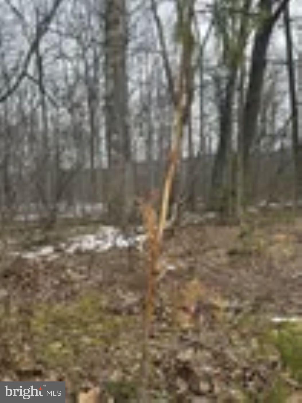 18951 Amberson Road Spring Run, PA 17262 - Photo 37 of 44 a view of a yard