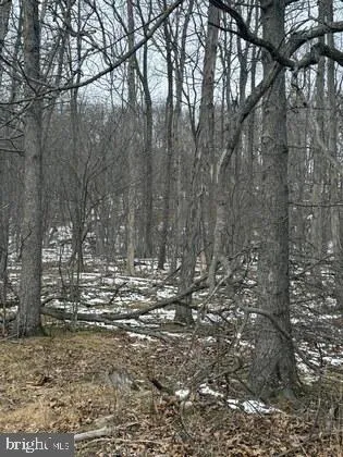 a view of large trees and covered with trees