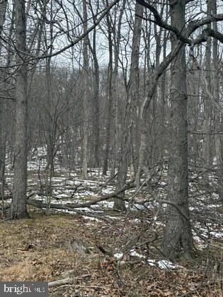18951 Amberson Road Spring Run, PA 17262 - Photo 7 of 24 a view of large trees and covered with trees