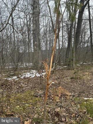 18951 Amberson Road Spring Run, PA 17262 - Photo 8 of 24 a view of backyard with green space