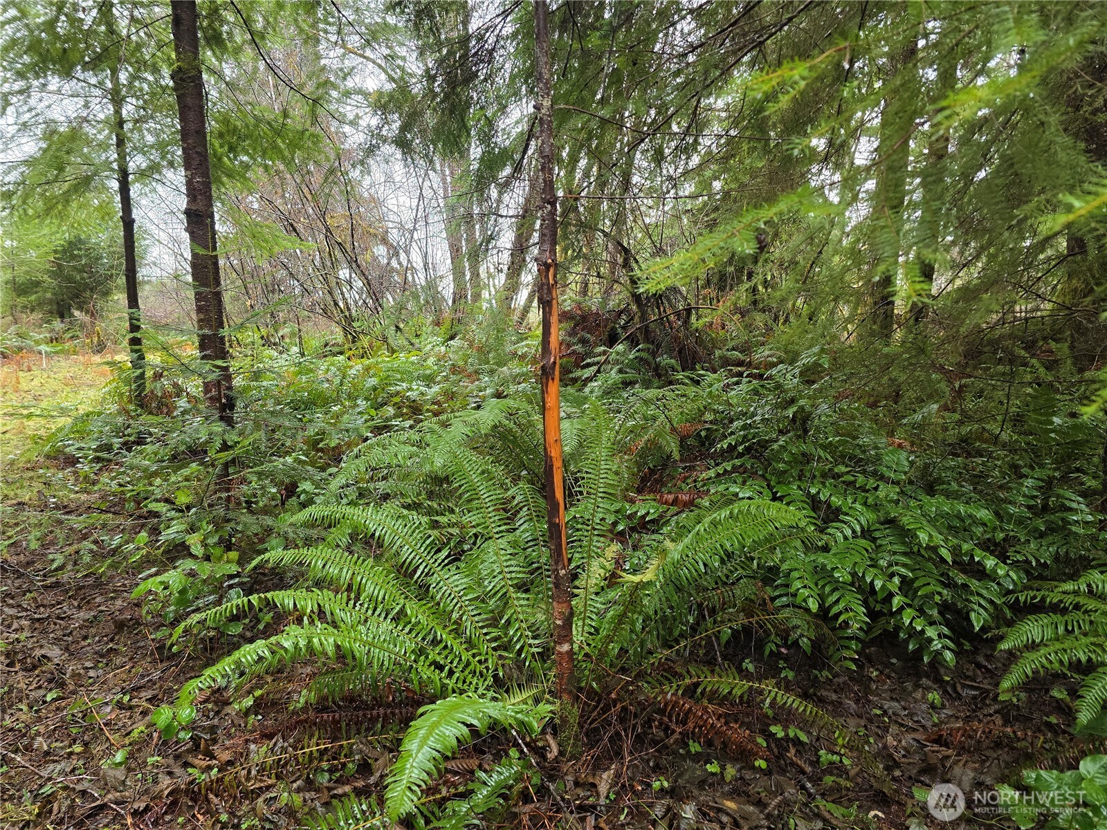1-2 West Elk Hill Road Elma, WA 98541 - Photo 2 of 9