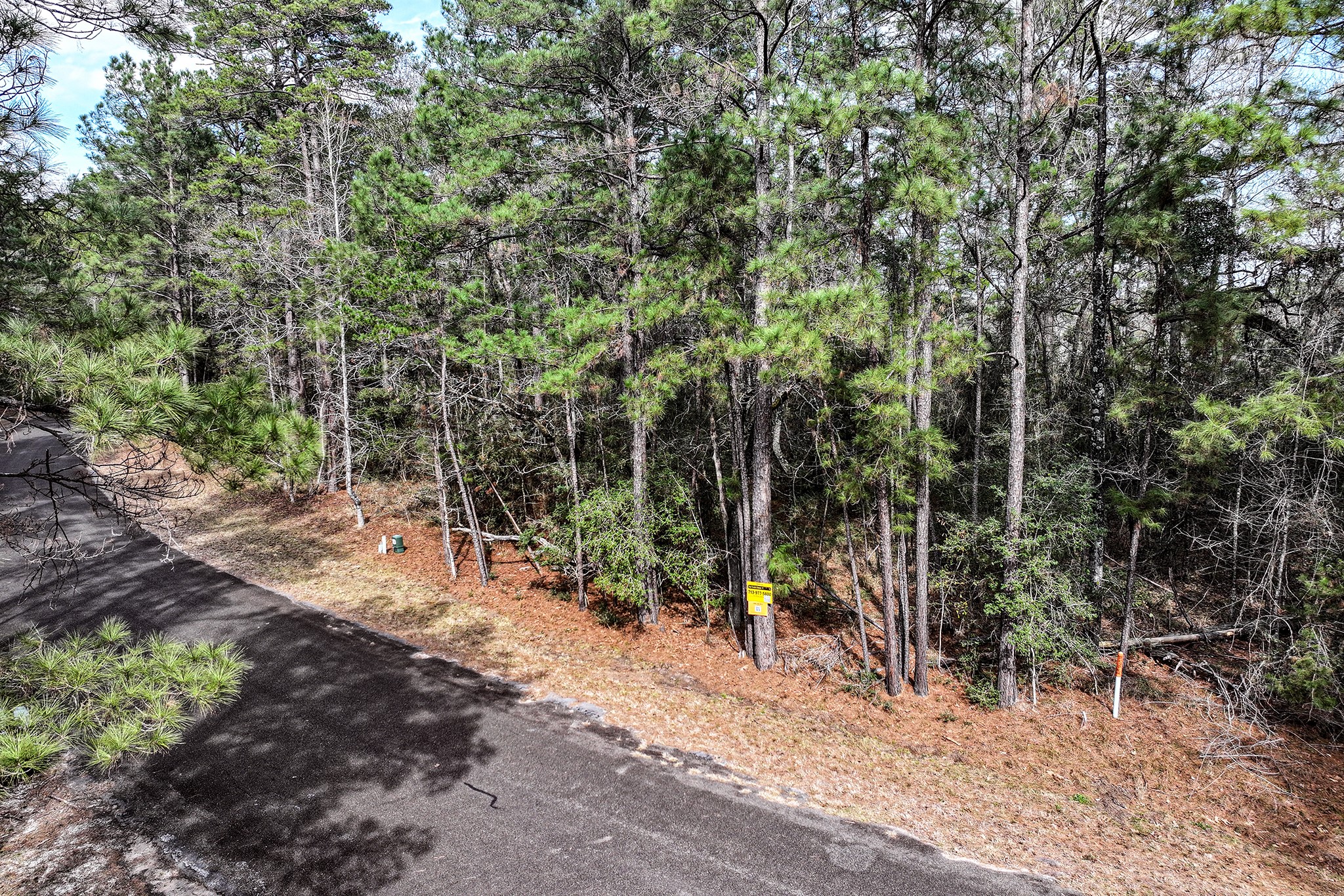 Tbd Pine Valley Point Blank, TX 77364 - Photo 10 of 10 a view of forest