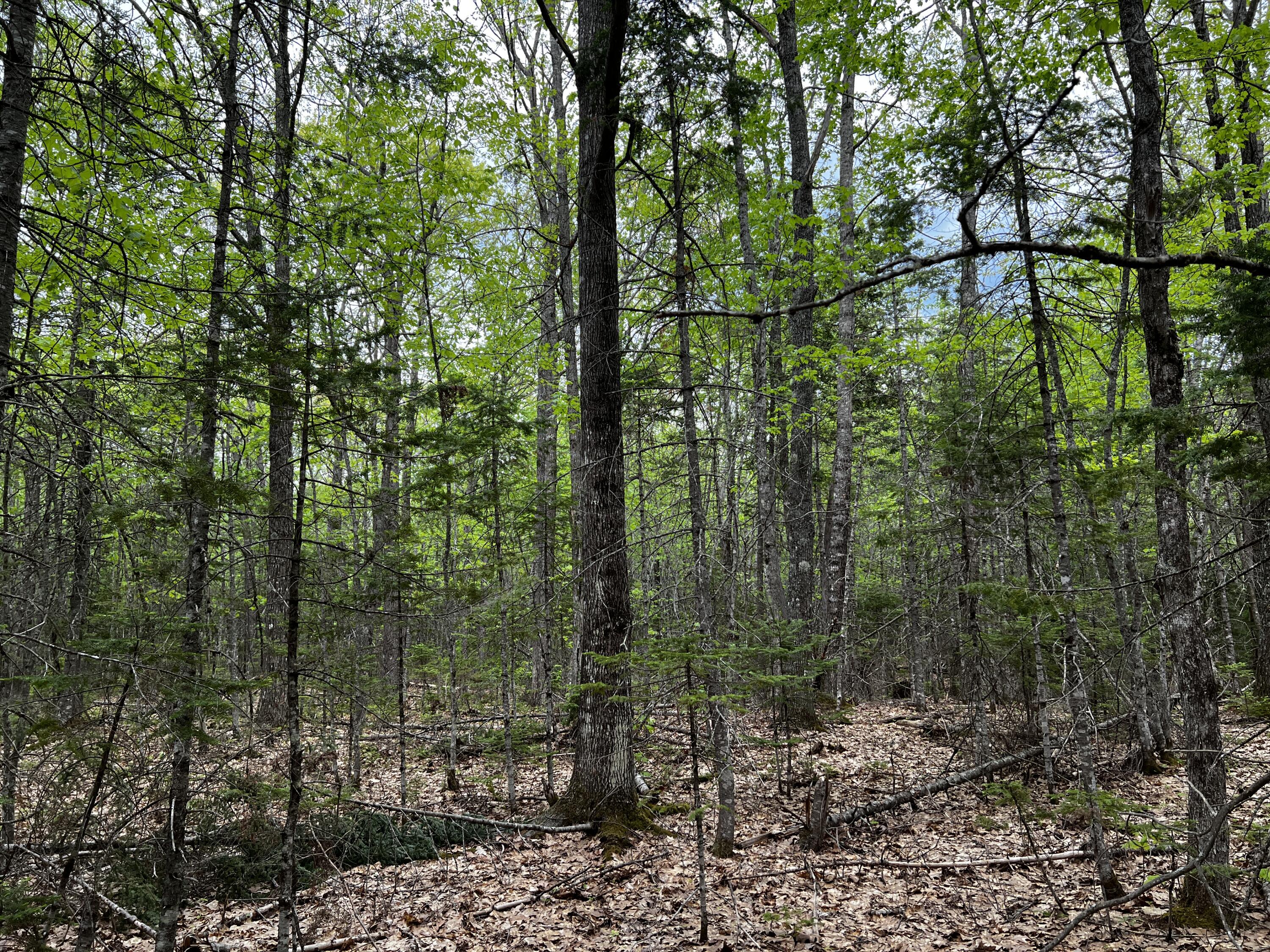 Lot 6 Emery Farm Road Medford, ME 04463 - Photo 20 of 27 IMG_4243